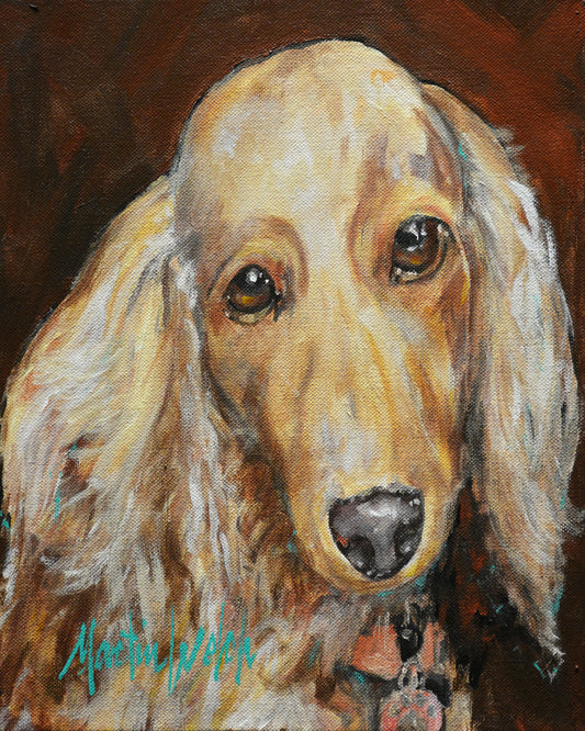 Champagne - Long Haired Dachshund - 11"x14" Print