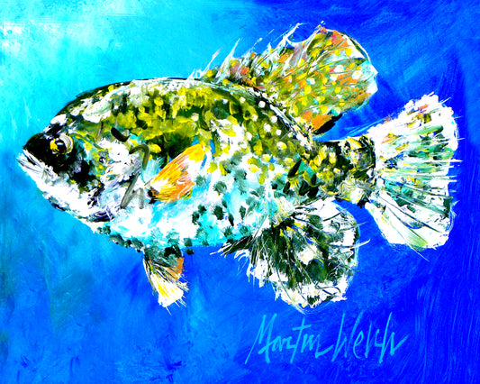 Perch - Fish - 11"x14" Print