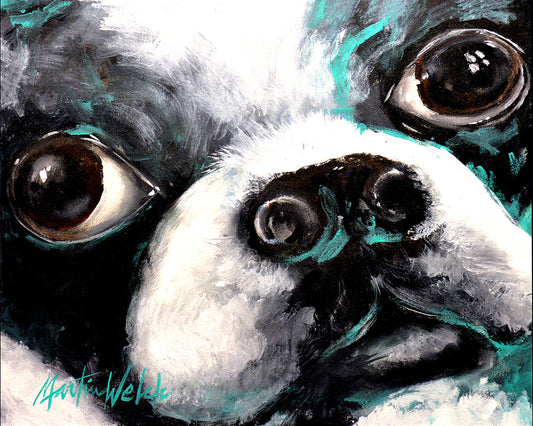 Pretty Please - Boston Terrier Face - 11"x14" Print